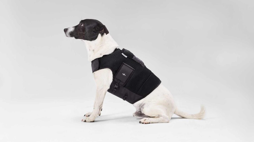 Monitor cardíaco: uso y beneficios en veterinaria