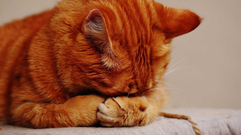 14 herramientas gratuitas para la gestión de tareas de tu clínica veterinaria