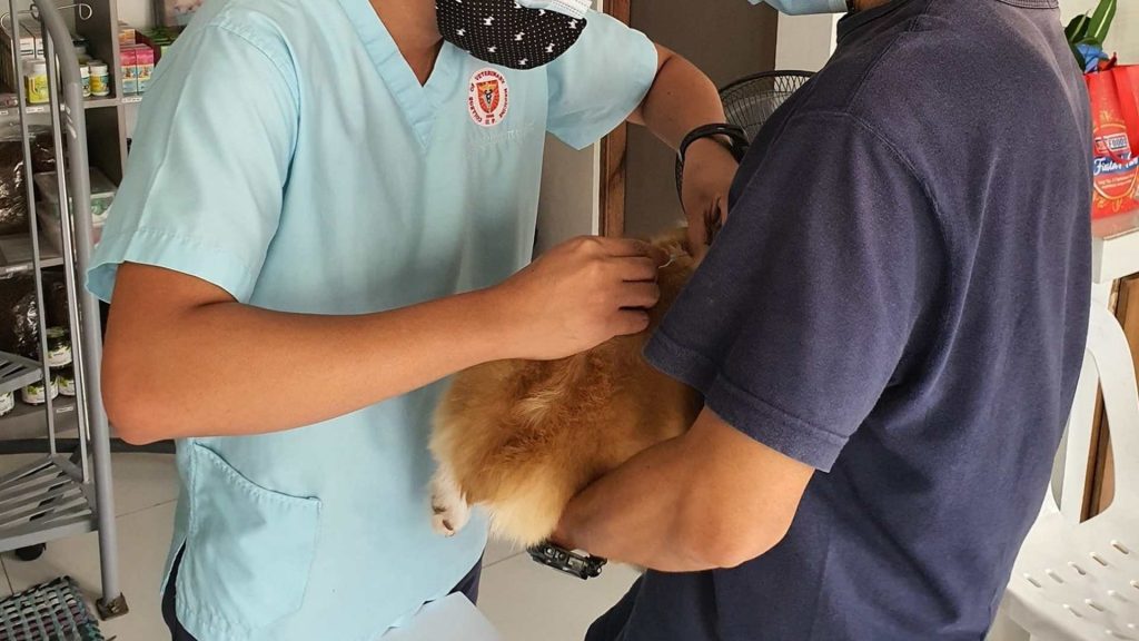 Todo lo que debes saber sobre la gestión de una clínica veterinaria