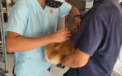 Todo lo que debes saber sobre la gestión de una clínica veterinaria