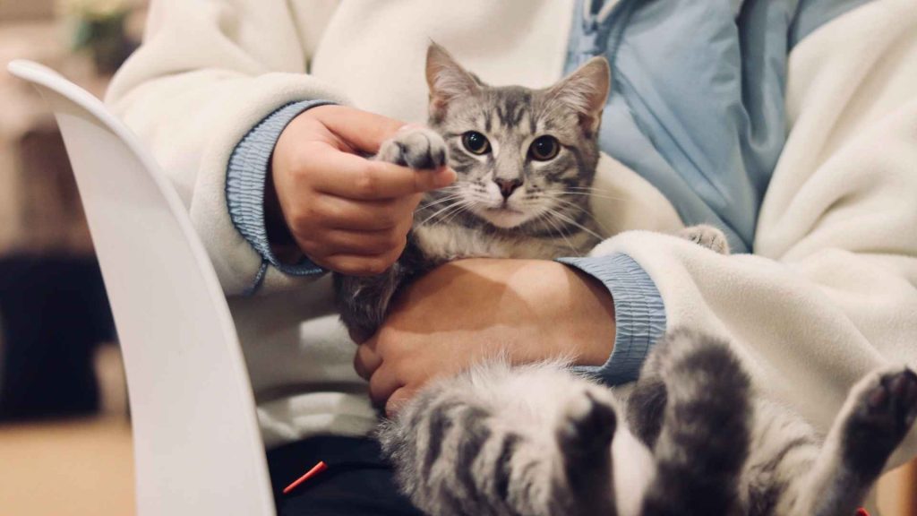 Ejemplos de telemedicina en veterinaria para tu clínica
