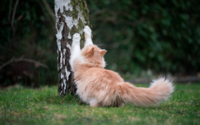 ¿Por qué rascan los gatos?