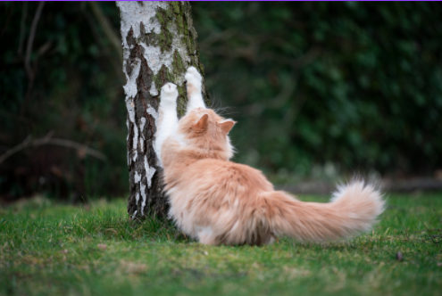 ¿Por qué rascan los gatos?