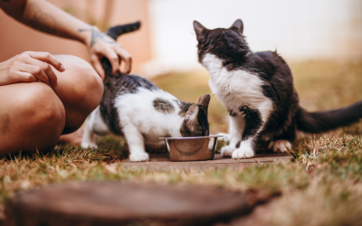 ¿Qué tipo de comida debe comer mi gato?