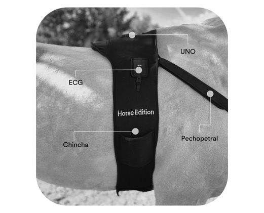 Dinbeat_UNO_Horse_Edition_Detail_horse