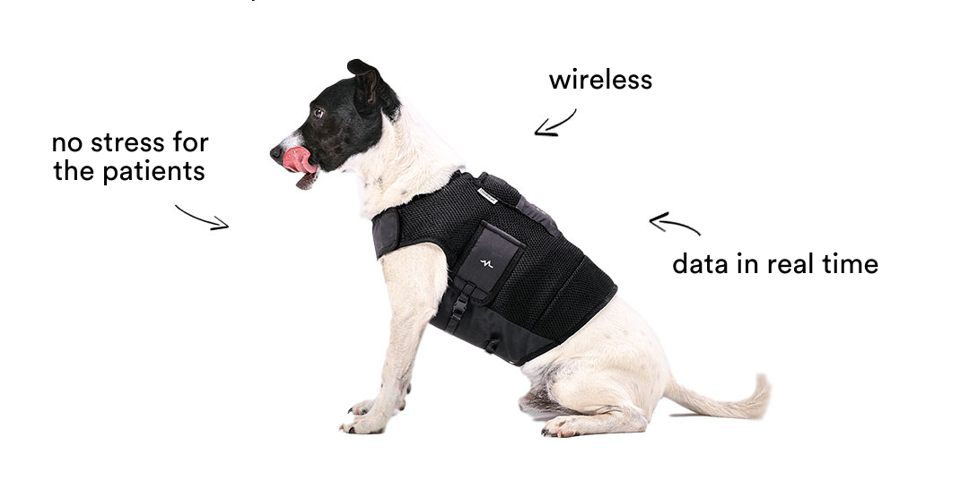 Dog web_English