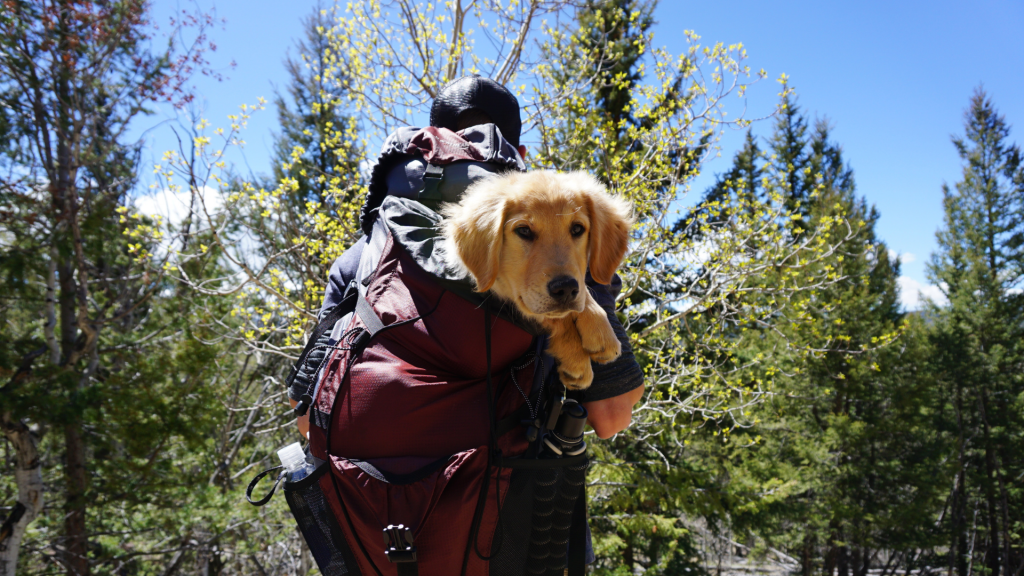 ¿Dónde ir de vacaciones con tu perro?