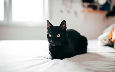 ¿Es el Bombay un gato para ti?
