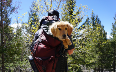 ¿Dónde ir de vacaciones con tu perro?