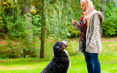 Casos de uso de la tecnología veterinaria: Etología