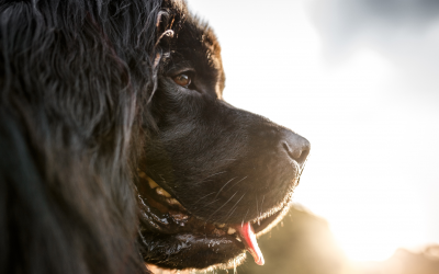 ¿Es el Terranova un perro para ti?
