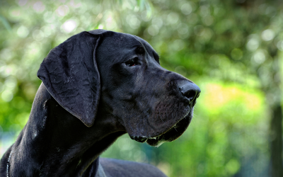 Torsión de estómago en mi perro: ¿puedo prevenirla?