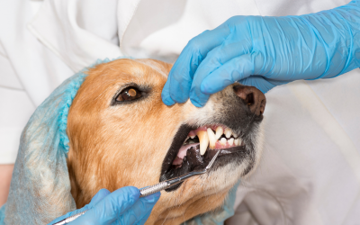 Ellos también necesitan ir al dentista