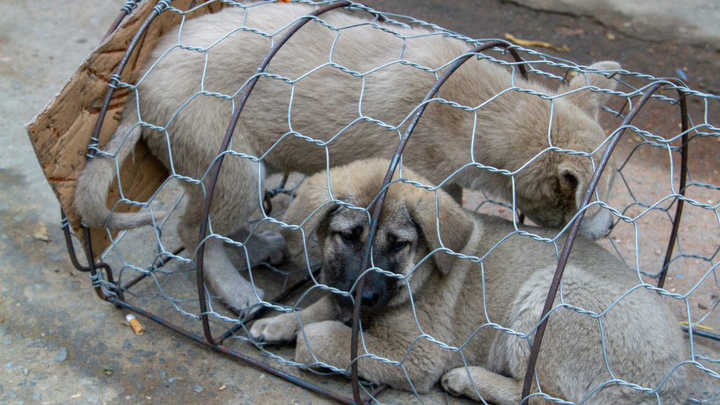 El consejo de ministros aprueba el borrador del Anteproyecto de Ley de Protección, Derechos y Bienestar de los Animales 