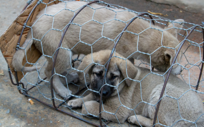 El consejo de ministros aprueba el borrador del Anteproyecto de Ley de Protección, Derechos y Bienestar de los Animales 