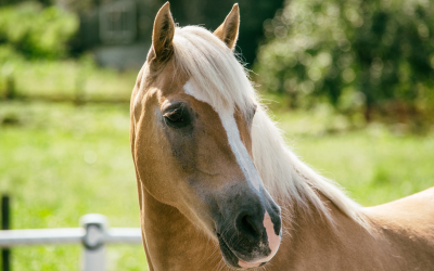 La necesidad de un dispositivo de monitorización para cólicos en caballos 