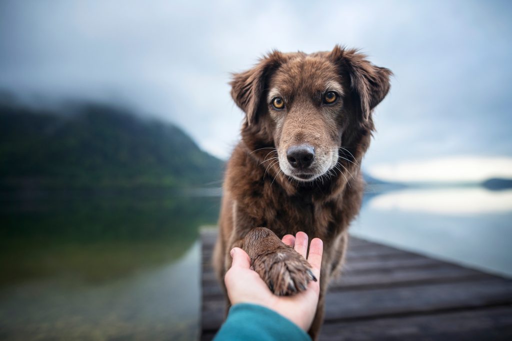 Enfermedades en perros: cómo prevenir las más comunes con la medicina preventiva