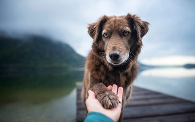 Enfermedades en perros: cómo prevenir las más comunes con la medicina preventiva